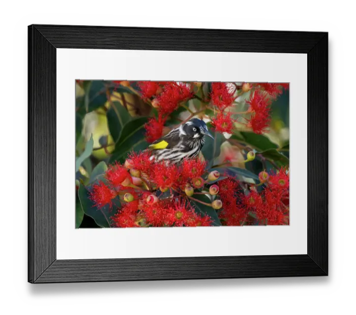 Framed Print : Regent honeyeater (Anthochaera Phrygia) nectaring from a flowering Eucalyptus tree, Hampton, Victoria, Australia Framed Print : Regent honeyeater (Anthochaera Phrygia) nectaring from a flowering Eucalyptus tree, Hampton, Victoria, Australia