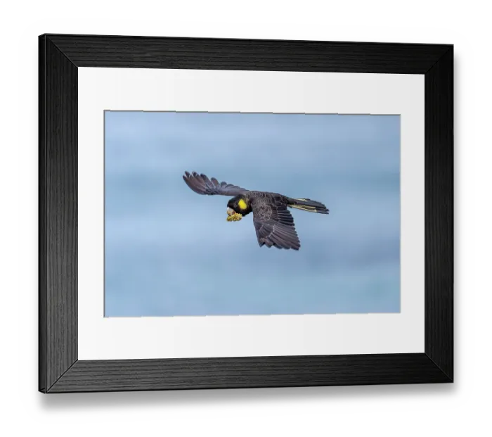 Framed Print : Yellow-tailed black cockatoo (Zanda funerea) in flight carrying a Banksia seed pod in beak, Wongarra, Victoria, Australia Framed Print : Yellow-tailed black cockatoo (Zanda funerea) in flight carrying a Banksia seed pod in beak, Wongarra, Victoria, Australia