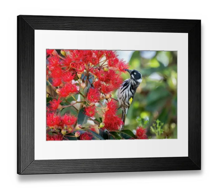 Framed Print : Regent honeyeater (Anthochaera Phrygia) nectaring from a flowering Eucalyptus tree, Hampton, Victoria, Australia Framed Print : Regent honeyeater (Anthochaera Phrygia) nectaring from a flowering Eucalyptus tree, Hampton, Victoria, Australia