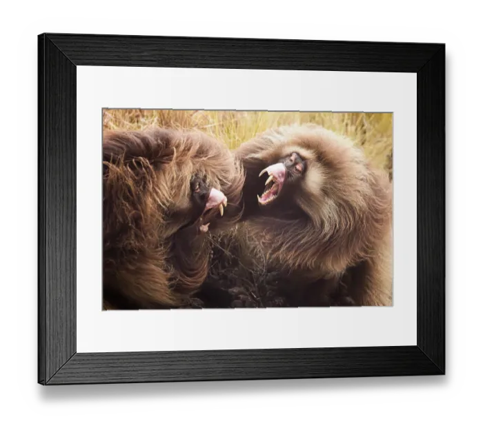 Framed Print : Two Gelada baboons (Theropithecus gelada) males fighting for mating rights, Guassa Community Conservation Area, Ethiopia Framed Print : Two Gelada baboons (Theropithecus gelada) males fighting for mating rights, Guassa Community Conservation Area, Ethiopia