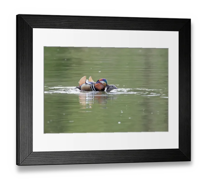 Framed Print : Mandarin ducks (Aix galericulata) pair mating on a woodland pond at dusk, Forest of Dean, Gloucestershire, England, UK. May Framed Print : Mandarin ducks (Aix galericulata) pair mating on a woodland pond at dusk, Forest of Dean, Gloucestershire, England, UK. May