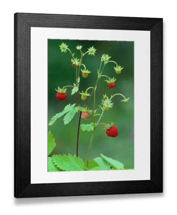 Framed Print : Wild strawberry (Fragaria vesca) close-up of plant just past flowering and showing fruit in various stages of ripening, Berwickshire, Scottish Borders, Scotland, UK, June Framed Print : Wild strawberry (Fragaria vesca) close-up of plant just past flowering and showing fruit in various stages of ripening, Berwickshire, Scottish Borders, Scotland, UK, June