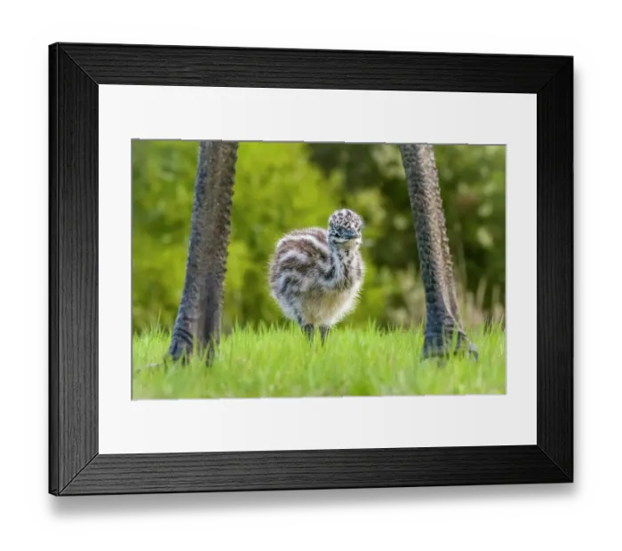 Framed Print : Emu (Dromaius novaehollandiae) chick, aged one week, standing between its fathers legs, Wildlife Wonders, Apollo Bay, Victoria, Australia. Captive Framed Print : Emu (Dromaius novaehollandiae) chick, aged one week, standing between its fathers legs, Wildlife Wonders, Apollo Bay, Victoria, Australia. Captive