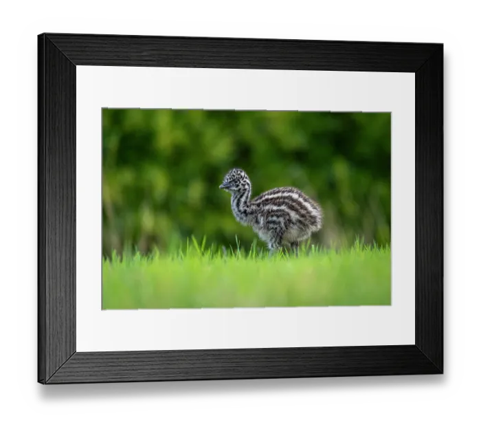 Framed Print : Emu (Dromaius novaehollandiae) chick, aged one week, portrait, Wildlife Wonders, Apollo Bay, Victoria, Australia. Captive Framed Print : Emu (Dromaius novaehollandiae) chick, aged one week, portrait, Wildlife Wonders, Apollo Bay, Victoria, Australia. Captive