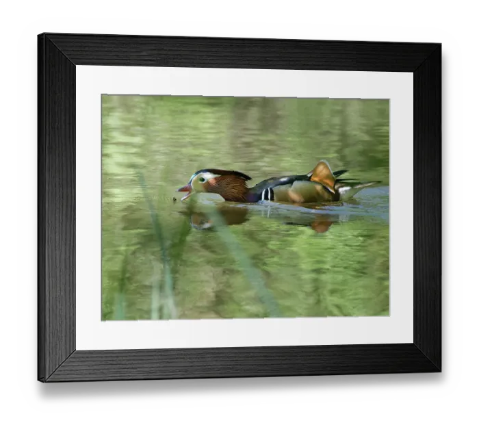 Framed Print : Mandarin duck (Aix galericulata) drake hunting flies on the surface of a woodland pond on a warm spring day, Forest of Dean, Gloucestershire, England, UK. May Framed Print : Mandarin duck (Aix galericulata) drake hunting flies on the surface of a woodland pond on a warm spring day, Forest of Dean, Gloucestershire, England, UK. May