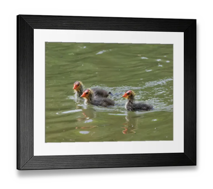 Framed Print : Three Coot chicks (Fulica atra) on water soon after hatching, Forest of Dean, Gloucestershire, England, UK. May
