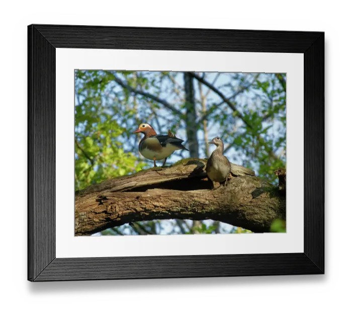 Framed Print : Mandarin ducks (Aix galericulata) pair perched at potential nest site in a hollow branch of an English oak tree (Quercus robur) in spring, Forest of Dean, Gloucestershire Framed Print : Mandarin ducks (Aix galericulata) pair perched at potential nest site in a hollow branch of an English oak tree (Quercus robur) in spring, Forest of Dean, Gloucestershire