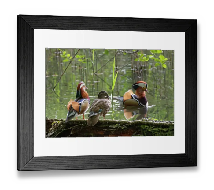 Framed Print : Mandarin ducks (Aix galericulata) pair perched on a log in the margins of a woodland pond as an unpaired drake swims past, raising his head and wing sails to court the female Framed Print : Mandarin ducks (Aix galericulata) pair perched on a log in the margins of a woodland pond as an unpaired drake swims past, raising his head and wing sails to court the female