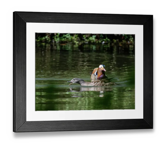Framed Print : Mandarin ducks (Aix galericulata) pair on woodland pond catching flies, Forest of Dean, Gloucestershire, England, UK. May Framed Print : Mandarin ducks (Aix galericulata) pair on woodland pond catching flies, Forest of Dean, Gloucestershire, England, UK. May
