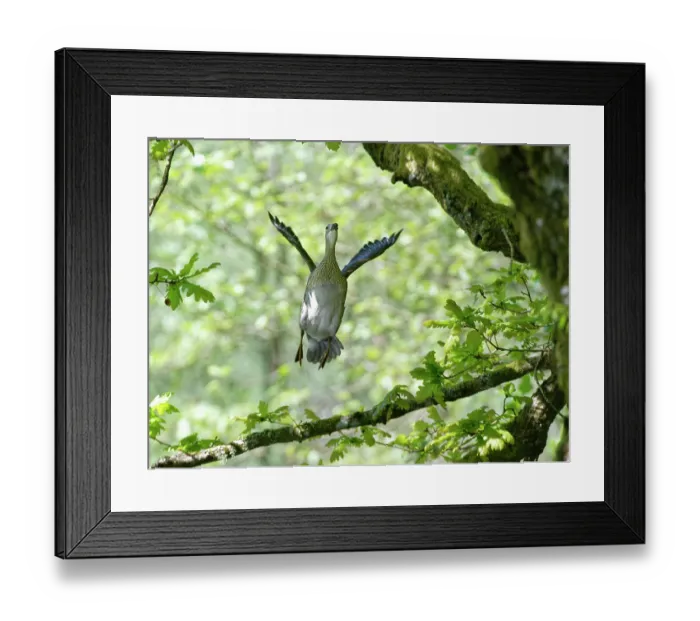 Framed Print : Mandarin duck (Aix galericulata) female taking off from a branch high in an ancient English oak (Quercus robur) tree in spring, Forest of Dean, Gloucestershire, England, UK. May Framed Print : Mandarin duck (Aix galericulata) female taking off from a branch high in an ancient English oak (Quercus robur) tree in spring, Forest of Dean, Gloucestershire, England, UK. May
