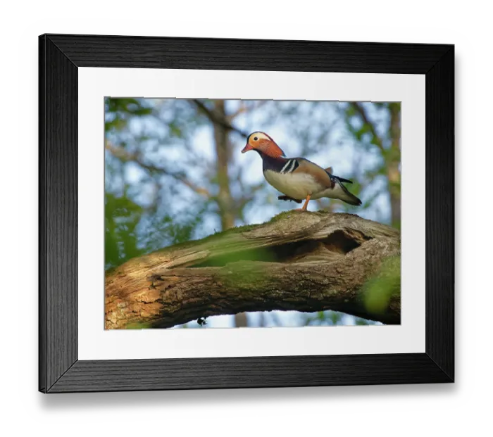Framed Print : Mandarin duck (Aix galericulata) drake walking along a hollow branch of an English oak tree (Quercus robur) with a potential nest site entrance, Forest of Dean, Gloucestershire Framed Print : Mandarin duck (Aix galericulata) drake walking along a hollow branch of an English oak tree (Quercus robur) with a potential nest site entrance, Forest of Dean, Gloucestershire