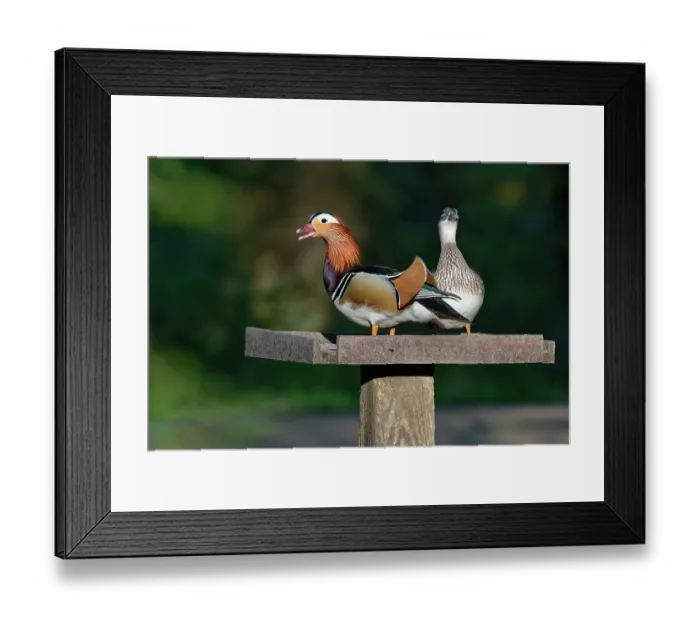 Framed Print : Mandarin ducks (Aix galericulata) pair, perched on a bird table at dusk with the drake calling, Forest of Dean, Gloucestershire, England, UK. May Framed Print : Mandarin ducks (Aix galericulata) pair, perched on a bird table at dusk with the drake calling, Forest of Dean, Gloucestershire, England, UK. May