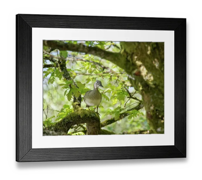 Framed Print : Mandarin duck (Aix galericulata) female perched on a branch high in an ancient English oak (Quercus robur) tree in spring, Forest of Dean, Gloucestershire, England, UK. May Framed Print : Mandarin duck (Aix galericulata) female perched on a branch high in an ancient English oak (Quercus robur) tree in spring, Forest of Dean, Gloucestershire, England, UK. May