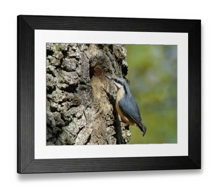 Framed Print : Nuthatch (Sitta europaea) peering into nest hole in a hollow tree trunk, Forest of Dean, Gloucestershire, England, UK. April Framed Print : Nuthatch (Sitta europaea) peering into nest hole in a hollow tree trunk, Forest of Dean, Gloucestershire, England, UK. April