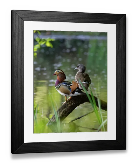 Framed Print : Mandarin ducks (Aix galericulata) pair perched on a fallen tree branch on the margins of a woodland pond, Forest of Dean, Gloucestershire, England, UK. May Framed Print : Mandarin ducks (Aix galericulata) pair perched on a fallen tree branch on the margins of a woodland pond, Forest of Dean, Gloucestershire, England, UK. May