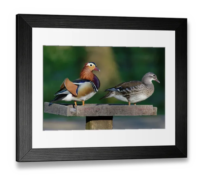 Framed Print : Mandarin ducks (Aix galericulata) pair, perched on a bird table at dusk, Forest of Dean, Gloucestershire, England, UK. May Framed Print : Mandarin ducks (Aix galericulata) pair, perched on a bird table at dusk, Forest of Dean, Gloucestershire, England, UK. May