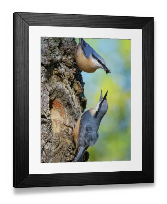 Framed Print : Nuthatches (Sitta europaea) pair, courtship feeding, female emerging from nest hole in a hollow tree trunk calling, male offering a beakful of insects to female, Forest of Dean
