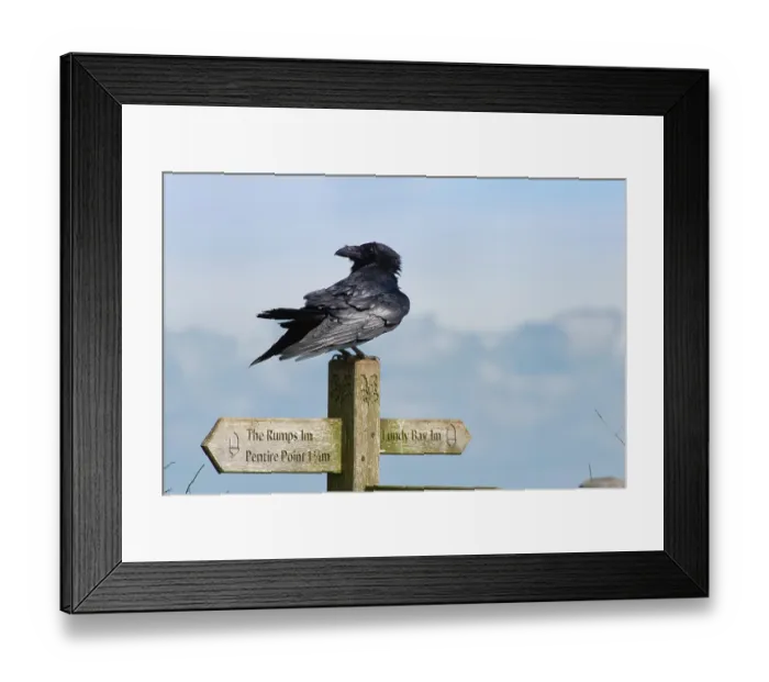 Framed Print : Raven (Corvus corax) perched on a coast path signpost, near Polzeath, Cornwall, England, UK. March Framed Print : Raven (Corvus corax) perched on a coast path signpost, near Polzeath, Cornwall, England, UK. March