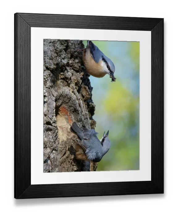 Framed Print : Nuthatches (Sitta europaea) pair, courtship feeding, female emerging from nest hole in a hollow tree trunk calling, male offering a beakful of insects to female, Forest of Dean Framed Print : Nuthatches (Sitta europaea) pair, courtship feeding, female emerging from nest hole in a hollow tree trunk calling, male offering a beakful of insects to female, Forest of Dean