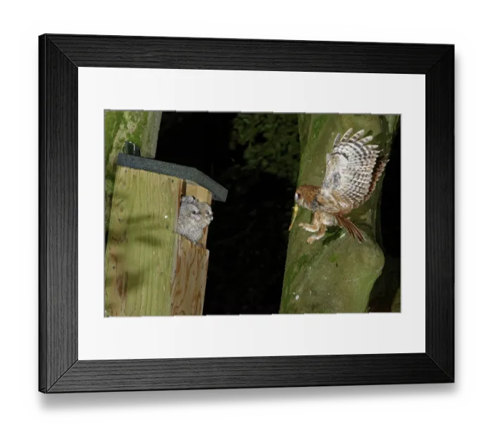 Framed Print : Tawny owl (Strix aluco) landing at nest box with Common frog (Rana temporaria) prey to feed to two chicks sitting in nest entrance, Wiltshire garden, England, UK. May Framed Print : Tawny owl (Strix aluco) landing at nest box with Common frog (Rana temporaria) prey to feed to two chicks sitting in nest entrance, Wiltshire garden, England, UK. May