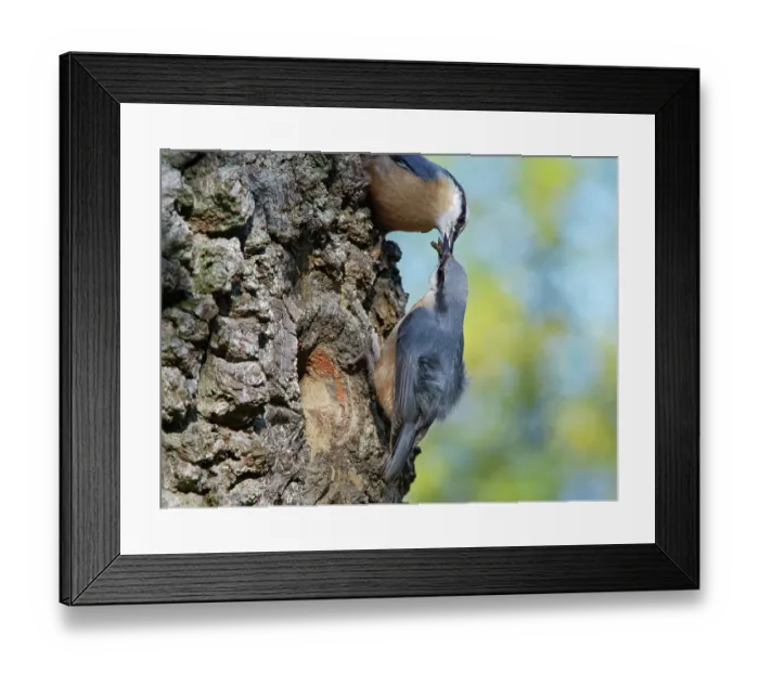Framed Print : Nuthatches (Sitta europaea) pair, courtship feeding, male feeding beakful of insects to female beside their nest hole in a hollow tree trunk, Forest of Dean, Gloucestershire Framed Print : Nuthatches (Sitta europaea) pair, courtship feeding, male feeding beakful of insects to female beside their nest hole in a hollow tree trunk, Forest of Dean, Gloucestershire