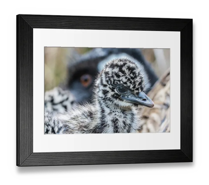 Framed Print : Emu (Dromaius novaehollandiae) chick, aged one week, portrait, with its fathers eye visible in background, Wildlife Wonders, Apollo Bay, Victoria, Australia. Captive