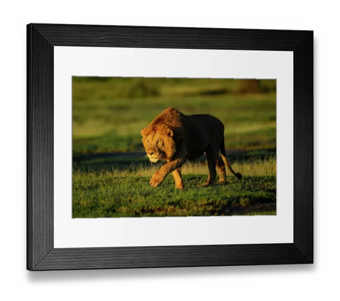 Framed Print : Lion (Panthera leo) male, stalking towards female in early morning light, Ndutu area, Ngorongoro Conservation Area (NCA) / Serengeti border, Tanzania Framed Print : Lion (Panthera leo) male, stalking towards female in early morning light, Ndutu area, Ngorongoro Conservation Area (NCA) / Serengeti border, Tanzania