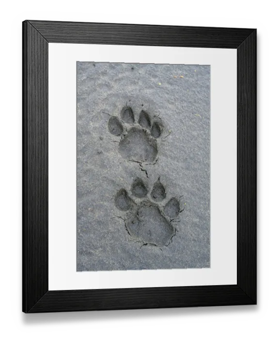 Framed Print : Pug marks / foot prints of adult male Lion (Panthera leo), Ndutu area, Ngorongoro Conservation Area (NCA) / Serengeti border, Tanzania Framed Print : Pug marks / foot prints of adult male Lion (Panthera leo), Ndutu area, Ngorongoro Conservation Area (NCA) / Serengeti border, Tanzania
