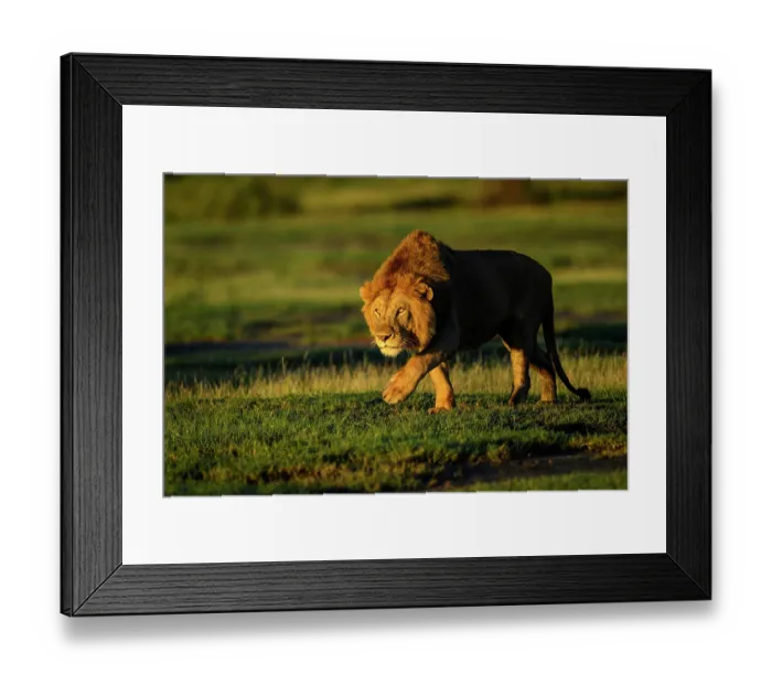 Framed Print : Lion (Panthera leo) male, stalking towards female in early morning light, Ndutu area, Ngorongoro Conservation Area (NCA) / Serengeti border, Tanzania Framed Print : Lion (Panthera leo) male, stalking towards female in early morning light, Ndutu area, Ngorongoro Conservation Area (NCA) / Serengeti border, Tanzania