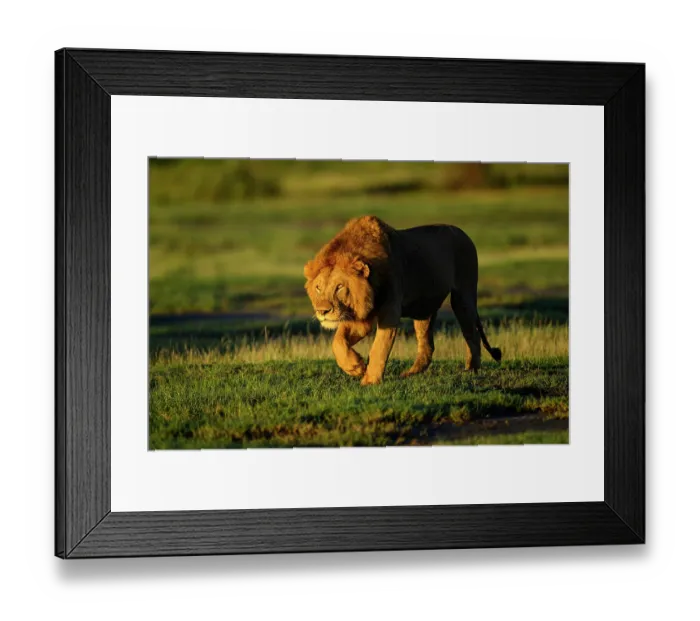 Framed Print : Lion (Panthera leo) male, stalking towards female in early morning light, Ndutu area, Ngorongoro Conservation Area (NCA) / Serengeti border, Tanzania Framed Print : Lion (Panthera leo) male, stalking towards female in early morning light, Ndutu area, Ngorongoro Conservation Area (NCA) / Serengeti border, Tanzania