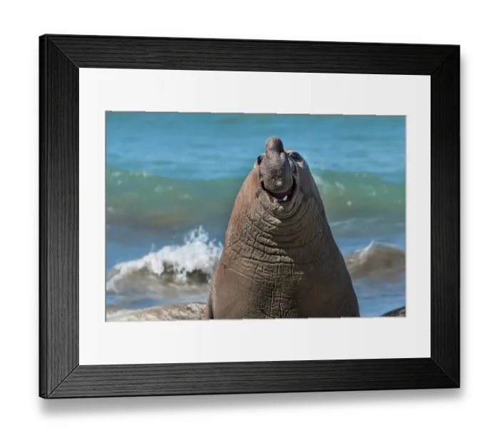 Framed Print : Southern elephant seal (Mirounga Leonina) smiling, portrait, Caleta Valdes, Peninsula Valdes, Unesco World Heritage Site, Patagonia, Argentina Framed Print : Southern elephant seal (Mirounga Leonina) smiling, portrait, Caleta Valdes, Peninsula Valdes, Unesco World Heritage Site, Patagonia, Argentina
