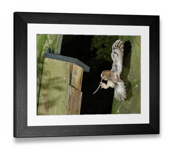 Framed Print : Tawny owl (Strix aluco) landing at nest box at night, with Earthworm (Lumbricus terrestris) prey to feed its chicks, Wiltshire garden, England, UK. May