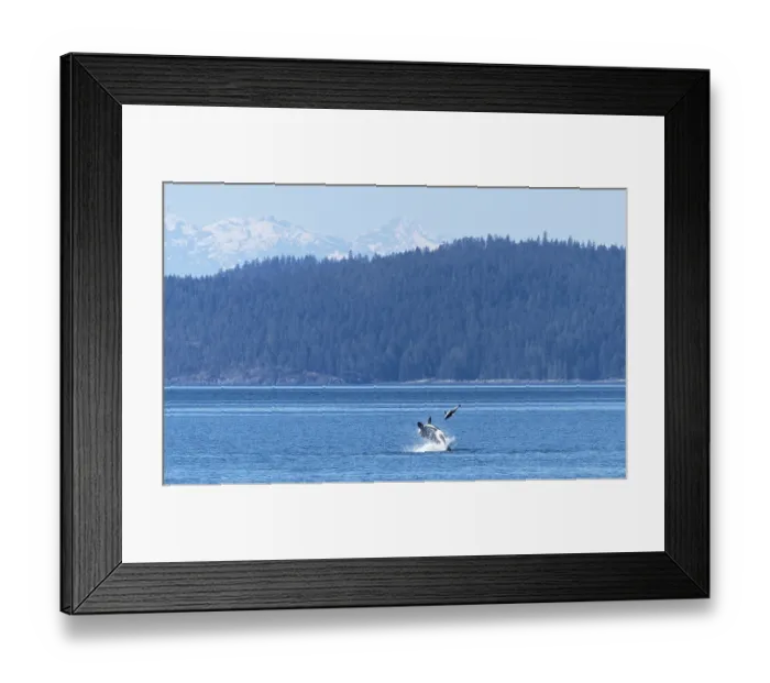 Framed Print : Transient  /  Bigg's killer whale (Orcinus rectipinnus) male, hunting a Pacific white sided dolphin (Lagenorhynchus obliquidens)