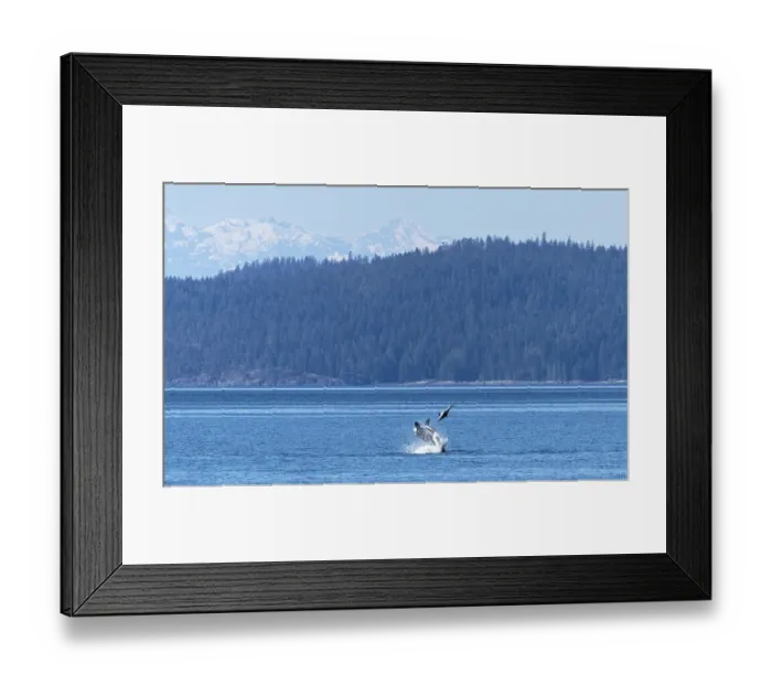 Framed Print : Transient  /  Bigg's killer whale (Orcinus rectipinnus) male, hunting a Pacific white sided dolphin (Lagenorhynchus obliquidens)