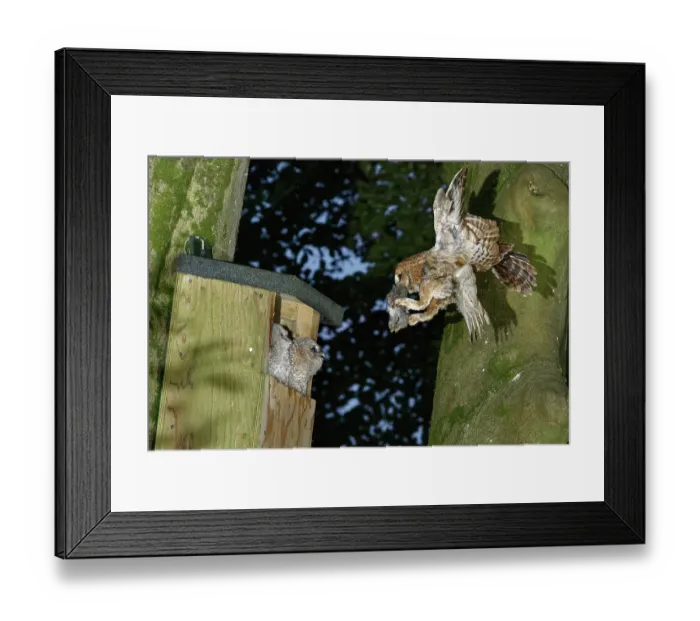 Framed Print : Tawny owl (Strix aluco) arriving at nest box at first light with Rabbit (Oryctolagus cuniculus) prey to feed to its two chicks sitting in the nest entrance, Wiltshire garden Framed Print : Tawny owl (Strix aluco) arriving at nest box at first light with Rabbit (Oryctolagus cuniculus) prey to feed to its two chicks sitting in the nest entrance, Wiltshire garden