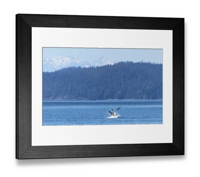 Framed Print : Transient / Bigg's killer whale (Orcinus rectipinnus) male, hunting a Pacific white sided dolphin (Lagenorhynchus obliquidens) Framed Print : Transient / Bigg's killer whale (Orcinus rectipinnus) male, hunting a Pacific white sided dolphin (Lagenorhynchus obliquidens)