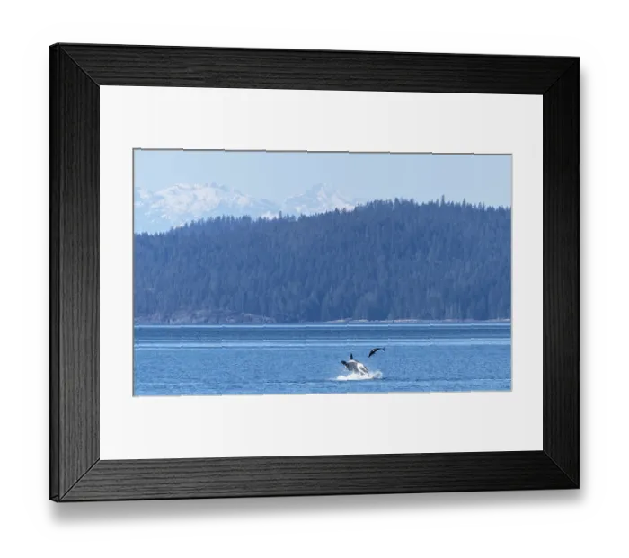 Framed Print : Transient / Bigg's killer whale (Orcinus rectipinnus) male, hunting a Pacific white sided dolphin (Lagenorhynchus obliquidens) Framed Print : Transient / Bigg's killer whale (Orcinus rectipinnus) male, hunting a Pacific white sided dolphin (Lagenorhynchus obliquidens)
