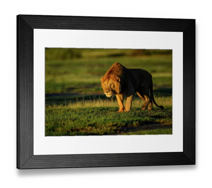 Framed Print : Lion (Panthera leo) male, stalking towards female in early morning light, Ndutu area, Ngorongoro Conservation Area (NCA) / Serengeti border, Tanzania Framed Print : Lion (Panthera leo) male, stalking towards female in early morning light, Ndutu area, Ngorongoro Conservation Area (NCA) / Serengeti border, Tanzania