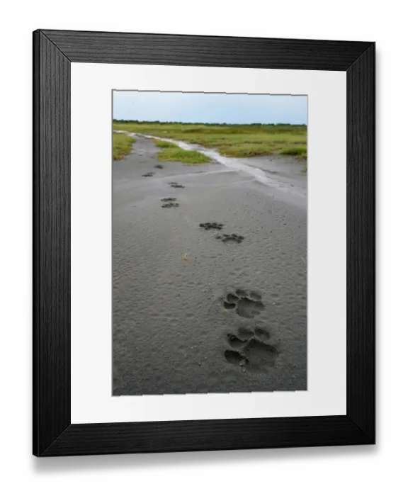 Framed Print : Pug marks / foot prints of adult male Lion (Panthera leo), Ndutu area, Ngorongoro Conservation Area (NCA) / Serengeti border, Tanzania Framed Print : Pug marks / foot prints of adult male Lion (Panthera leo), Ndutu area, Ngorongoro Conservation Area (NCA) / Serengeti border, Tanzania