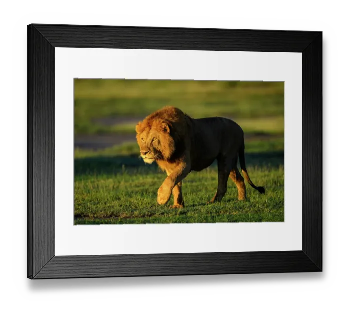 Framed Print : Lion (Panthera leo) male, stalking towards female in early morning light, Ndutu area, Ngorongoro Conservation Area (NCA) / Serengeti border, Tanzania Framed Print : Lion (Panthera leo) male, stalking towards female in early morning light, Ndutu area, Ngorongoro Conservation Area (NCA) / Serengeti border, Tanzania