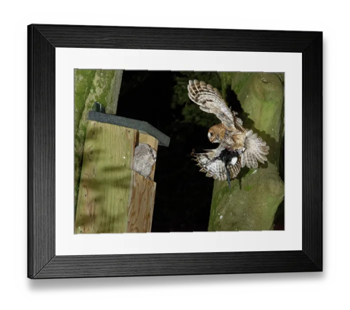 Framed Print : Tawny owl (Strix aluco) landing at nest box with Magpie (Pica pica) chick prey to feed to two chicks sitting in the nest entrance, Wiltshire garden, England, UK. May Framed Print : Tawny owl (Strix aluco) landing at nest box with Magpie (Pica pica) chick prey to feed to two chicks sitting in the nest entrance, Wiltshire garden, England, UK. May