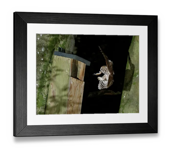 Framed Print : Tawny owl (Strix aluco) landing at nest box at night with Wood mouse (Apodemus sylvaticus) prey in beak to feed chicks, Wiltshire garden, England, UK. May Framed Print : Tawny owl (Strix aluco) landing at nest box at night with Wood mouse (Apodemus sylvaticus) prey in beak to feed chicks, Wiltshire garden, England, UK. May