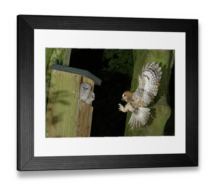 Framed Print : Tawny owl (Strix aluco) landing at nest box with Cockchafer (Melolontha melolontha) prey in beak to feed two chicks sitting at the entrance, Wiltshire garden, England, UK. May Framed Print : Tawny owl (Strix aluco) landing at nest box with Cockchafer (Melolontha melolontha) prey in beak to feed two chicks sitting at the entrance, Wiltshire garden, England, UK. May