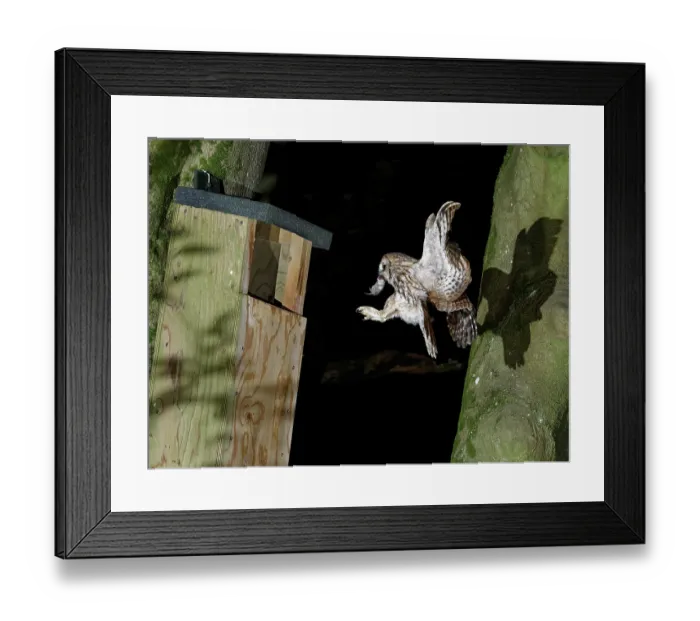 Framed Print : Tawny owl (Strix aluco) landing at nest box at night, with a Field vole (Microtus agrestis) prey to feed its chicks, Wiltshire garden, England, UK. May Framed Print : Tawny owl (Strix aluco) landing at nest box at night, with a Field vole (Microtus agrestis) prey to feed its chicks, Wiltshire garden, England, UK. May