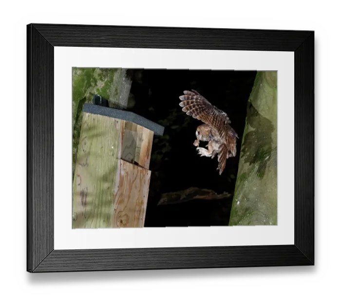 Framed Print : Tawny owl (Strix aluco) landing at nest box at night, with a nestling bird prey in its beak to feed chicks, Wiltshire garden, England, UK. May Framed Print : Tawny owl (Strix aluco) landing at nest box at night, with a nestling bird prey in its beak to feed chicks, Wiltshire garden, England, UK. May