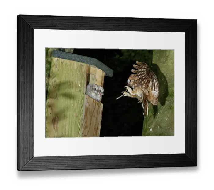Framed Print : Tawny owl (Strix aluco) landing at nest box at night, with Earthworm (Lumbricus terrestris) prey to feed to its two chicks sitting in the nest entrance, Wiltshire garden, England Framed Print : Tawny owl (Strix aluco) landing at nest box at night, with Earthworm (Lumbricus terrestris) prey to feed to its two chicks sitting in the nest entrance, Wiltshire garden, England