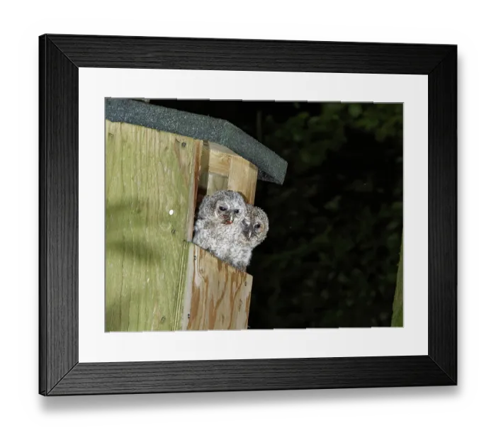Framed Print : Two Tawny owl (Strix aluco) chicks sitting at the entrance to a nest box, one eating a Cockchafer (Melolontha melolontha), Wiltshire garden, England, UK. May Framed Print : Two Tawny owl (Strix aluco) chicks sitting at the entrance to a nest box, one eating a Cockchafer (Melolontha melolontha), Wiltshire garden, England, UK. May