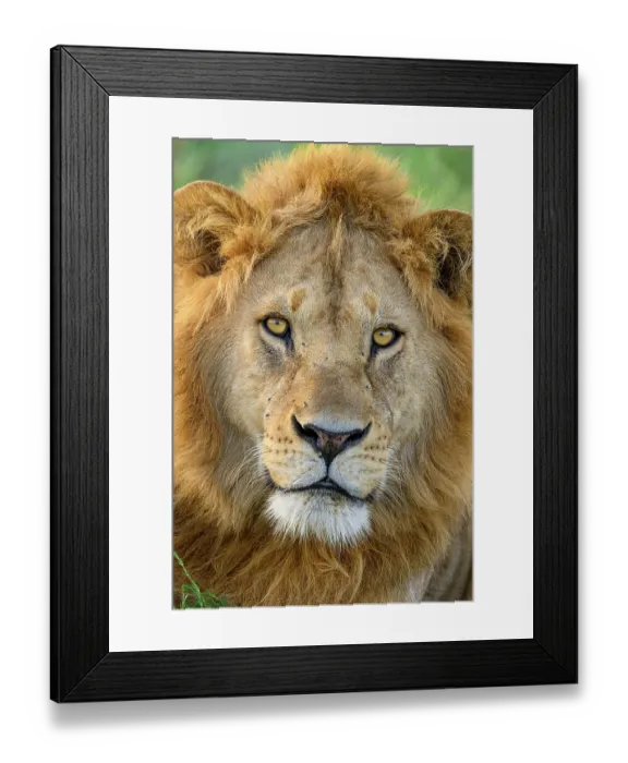 Framed Print : Lion (Panthera leo) male, head portrait, Ndutu area, Ngorongoro Conservation Area (NCA)  /  Serengeti border, Tanzania