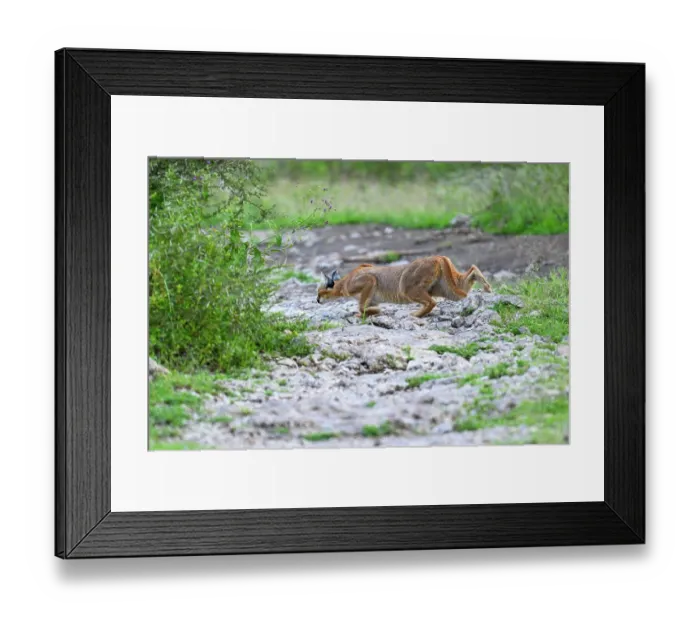 Framed Print : Caracal (Caracal caracal) hunting at dusk, Ndutu area, Ngorongoro Conservation Area (NCA) / Serengeti border, Tanzania Framed Print : Caracal (Caracal caracal) hunting at dusk, Ndutu area, Ngorongoro Conservation Area (NCA) / Serengeti border, Tanzania