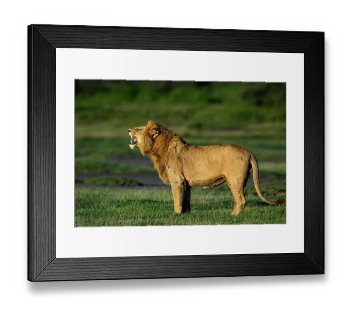 Framed Print : Lion (Panthera leo) male, smelling scent of female lion, using flehmen response, in early morning light, Ndutu area, Ngorongoro Conservation Area (NCA) / Serengeti border Framed Print : Lion (Panthera leo) male, smelling scent of female lion, using flehmen response, in early morning light, Ndutu area, Ngorongoro Conservation Area (NCA) / Serengeti border